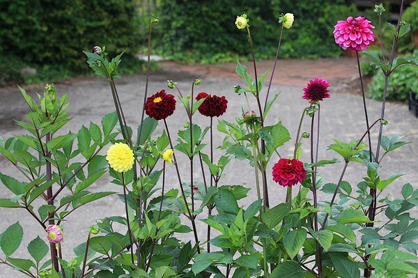S&eacute;lection vari&eacute;tale de Dahlias, culture des Dahlias
