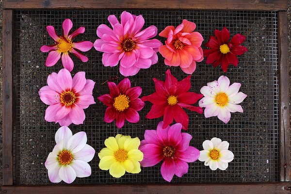culture des Dahlias