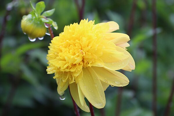 S&eacute;lection vari&eacute;tale des Dahlias, culture des Dahlias