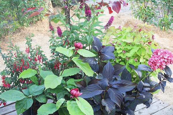 Arbre aux faisans &eacute;l&eacute;gant (arbre aux faisans Leycesteria formosa &laquo; Golden Lanterns &raquo;), arbre aux an&eacute;mones (Calycanthus floridus), fuchsia (Fuchsia magellanica &laquo; Bernisser Hardy &raquo;), hortensia commun (Hydrangea macrophylla Eclipse) et buddleia (Buddleja davidii Miss Molly)