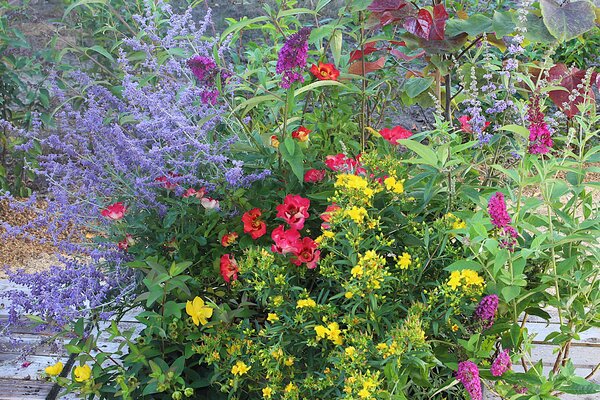 arbre aux faisans (Leycesteria formosa) Golden Lanterns, arbre aux an&eacute;mones (Calycanthus floridus), Fuchsia (Fuchsia magellanica) &laquo; Bernisser Hardy &raquo;, hortensia commun (Hydrangea macrophylla) Eclipse, Arbre &agrave; papillons (Buddleja davidii) Miss Molly, arbustes &agrave; fleurs