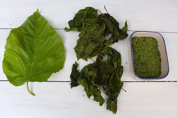 Pr&eacute;pTh&eacute; de feuilles de m&ucirc;rier, morus