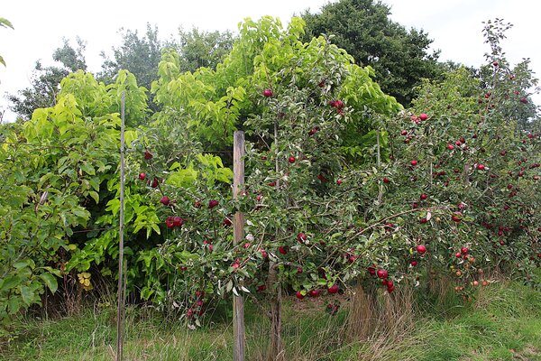 Th&eacute; de feuilles de m&ucirc;rier, morus