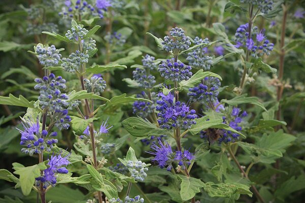 Bartblume Caryopteris x clandonensis 'Blue Ballon', Arbustes &agrave; floraison automnale