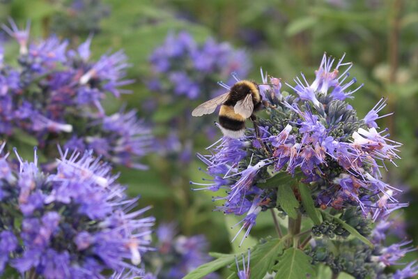 Caryopteris x clandonensis 'Blue Balloon', Arbustes &agrave; floraison automnale