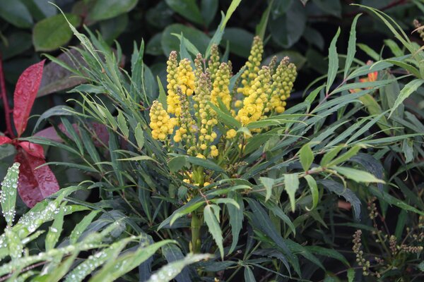 Mahonia eurybracteata 'Sweet Winter', Arbustes &agrave; floraison automnale
