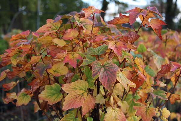 Cassis Cassissima&reg; Blackbells&reg;, arbustes fruitiers aux couleurs d'automne