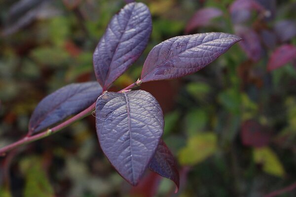 Myrtille cultiv&eacute;e Vaccinium corymbosum, arbuste fruitier aux couleurs automnales