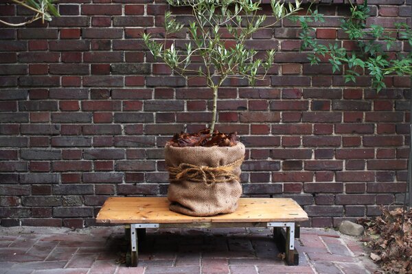 Protection hivernale pour plantes en pot, Lubera