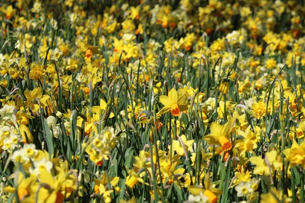 Tendances bulbes &agrave; fleurs 2026