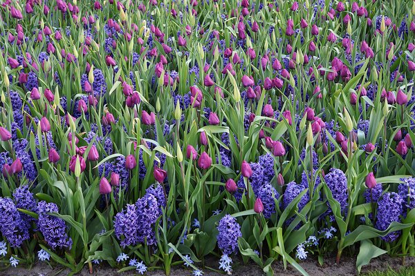 Tendances bulbes &agrave; fleurs 2026