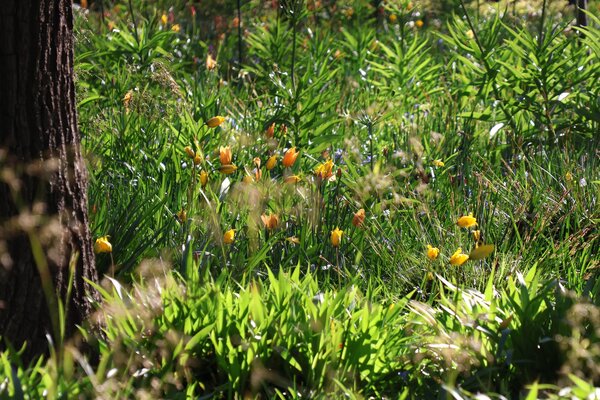 Tendances bulbes &agrave; fleurs 2026