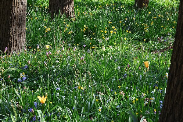 Tendances bulbes &agrave; fleurs 2026