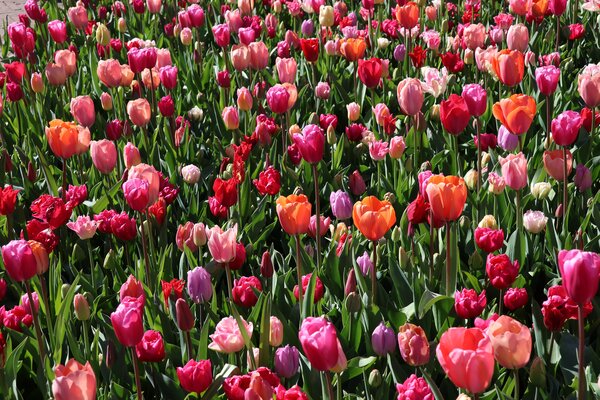 Tendances bulbes &agrave; fleurs 2026