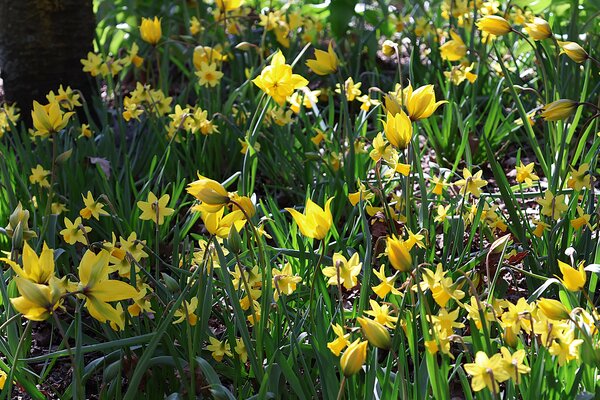 Tendances bulbes &agrave; fleurs 2026
