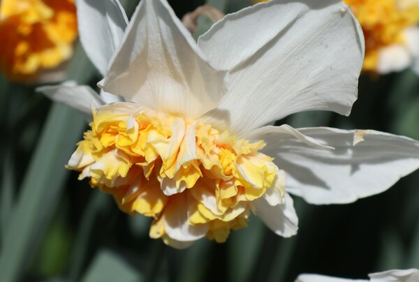 Tendances bulbes &agrave; fleurs 2026