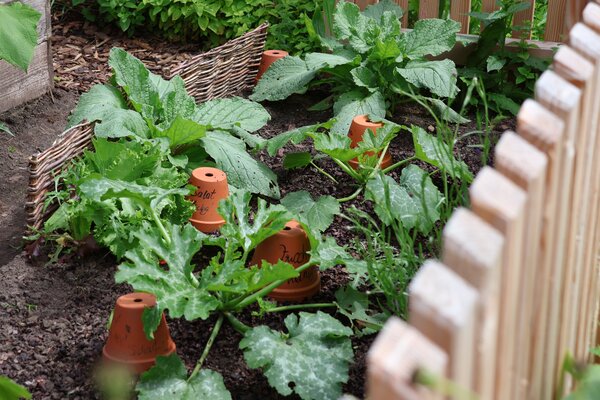 Rotation des cultures dans le potager, potager comprenant des courgettes et des potirons, qui sont des plantes tr&egrave;s gourmandes, fertilisation en &eacute;t&eacute;