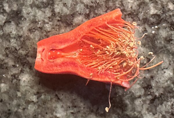 Grenade (Punica granatum), fleur coup&eacute;e