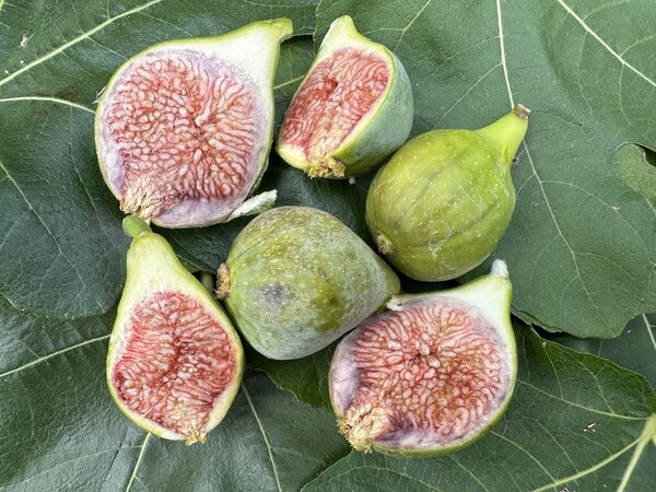 Figue, Ficus carica ' Amatrice casale', figues d'&eacute;t&eacute;