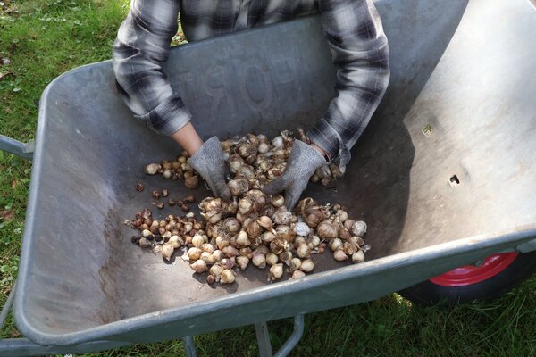Cr&eacute;er une prairie fleurie durable et r&eacute;partir les bulbes