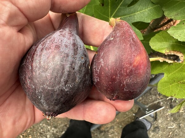 Figues, Ficus carica 'Columbaro Nero'