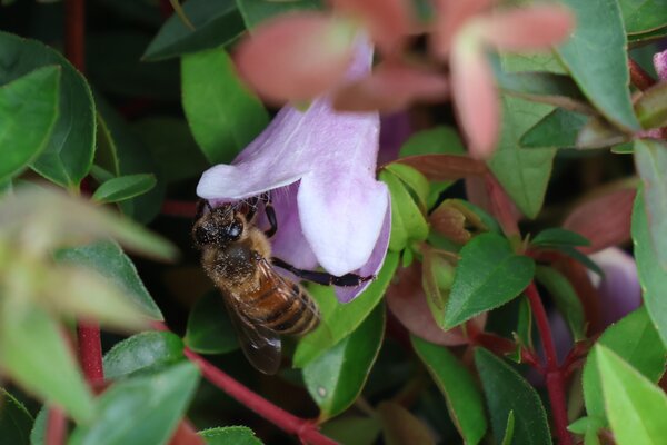 Arbustes &agrave; fleurs en septembre 2026, abeille sur un ab&eacute;lia