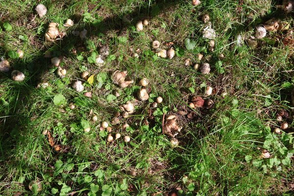 Cr&eacute;er une prairie fleurie durable et r&eacute;partir les bulbes naturellement