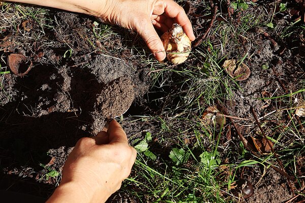 Cr&eacute;er une prairie fleurie durable avec des bulbes
