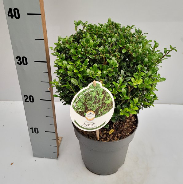 Japanische Stechpalme 'Luxus'�