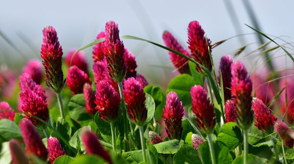 Tr&egrave;fle incarnat, Trifolium incarnatum