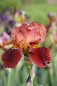 Iris x barbata elatior 'Natchez Trace'