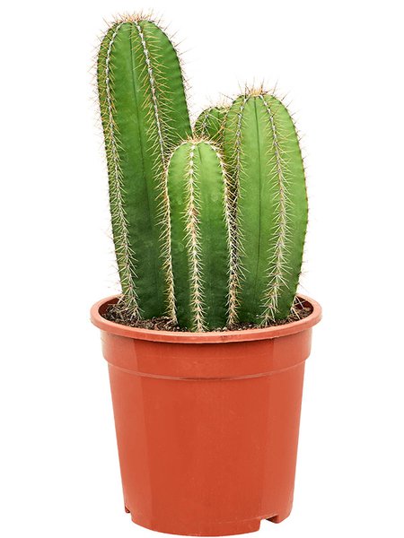 Isolatocereus dumortieri, Verzweigt, im 21cm Topf, H�he 40cm, Breite 25cm