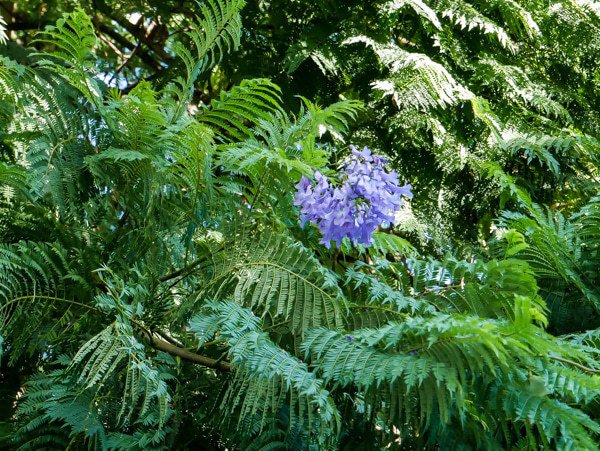 Le jacaranda a besoin de place