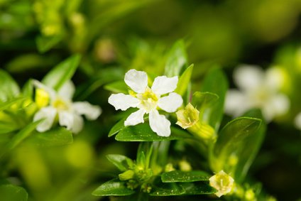 Cuph&eacute;a &agrave; feuilles d&rsquo;hysope (<i>Cuphea hyssopifolia</i>)