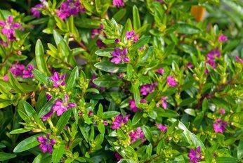 Le cuph&eacute;a &agrave; feuilles d&rsquo;hysope est-il rustique&nbsp;?