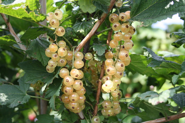Planter des groseilliers blancs Ribest Blanchette Lubera