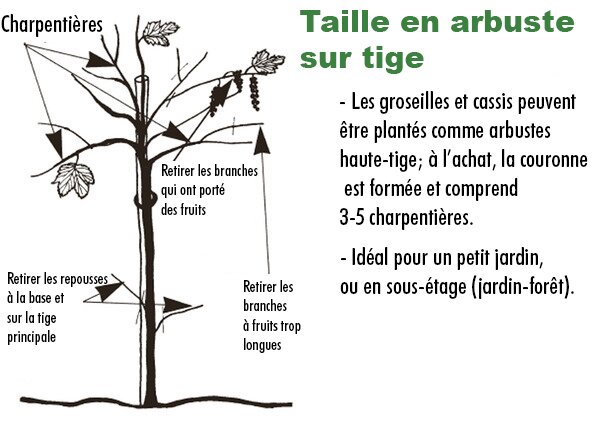 Tailler les groseilliers et les cassissiers, en tige