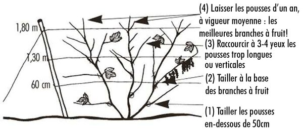 Tailler les groseilles &agrave; maquereau &agrave; 3 branches, Groseille &agrave; maquereau, taille du groseillier &agrave; maquereau, Ribes uva-crispa