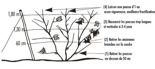 Tailler une haie &agrave; trois branches de groseilles, Tailler les groseilliers et les cassissiers