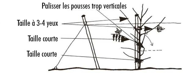 Tailler les groseilliers et les cassissiers, fuseau
