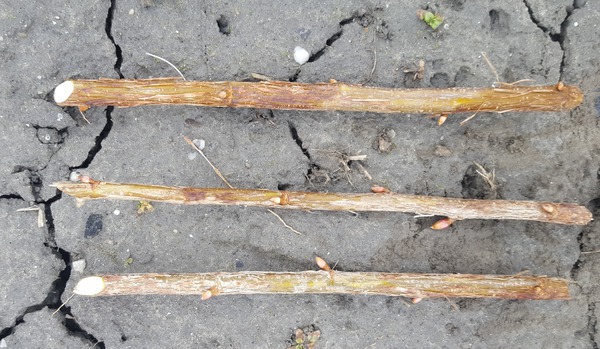 Multiplier les groseilliers boutures &agrave; bois sec coup&eacute;es, Multiplier les groseilliers et cassissiers
