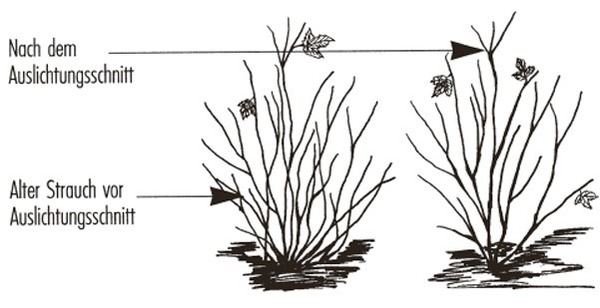 D&eacute;placer groseillier Lubera