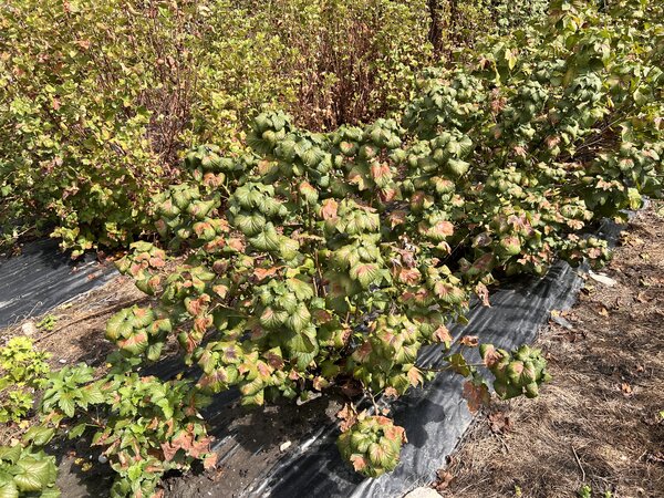 Cassissiers, Ribes nigrum, coups de soleil, s&eacute;cheresse 2026