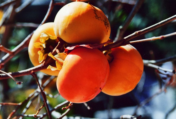 Kaki Cioccolatino &mdash; fruits sur l&rsquo;arbre, kaki bon pour la sant&eacute;