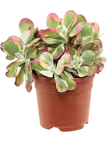 Kalanchoe thyrsiflora 'Variagata', Busch, im 20cm Topf, H�he 45cm, Breite 30cm