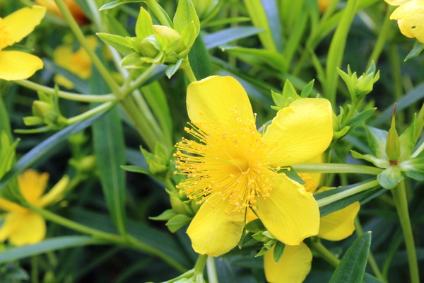 Millepertuis de Kalmian 'Gemo', arbustes &agrave; fleurs