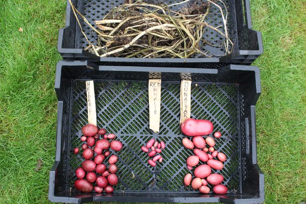 Pomme de terre, culture de la pomme de terre, planter des pommes de terre en pot, taille du feuillage de la pomme de terre, r&eacute;colte de la pomme de terre