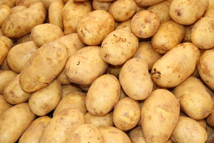 R&eacute;colte de pommes de terre