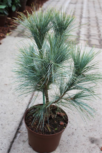 Kleine Tr�nenkiefer 'Densa Hill'