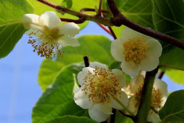 Kiwi Tomuri, Actinidia deliciosa, m&acirc;le